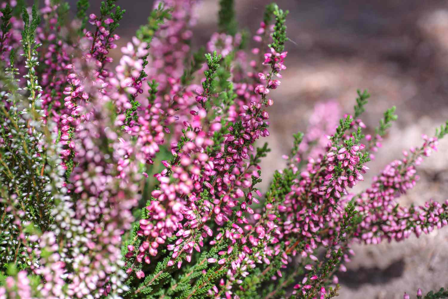 Heath And Heather Plants: Easy Growth & Care Tips