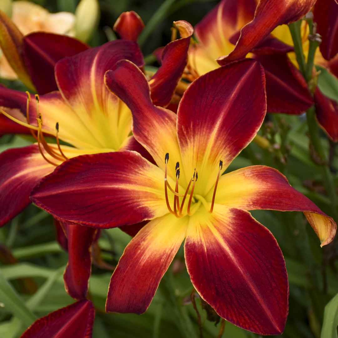 Do Perennials Come Back Every Year?: Perennial Power Blooms