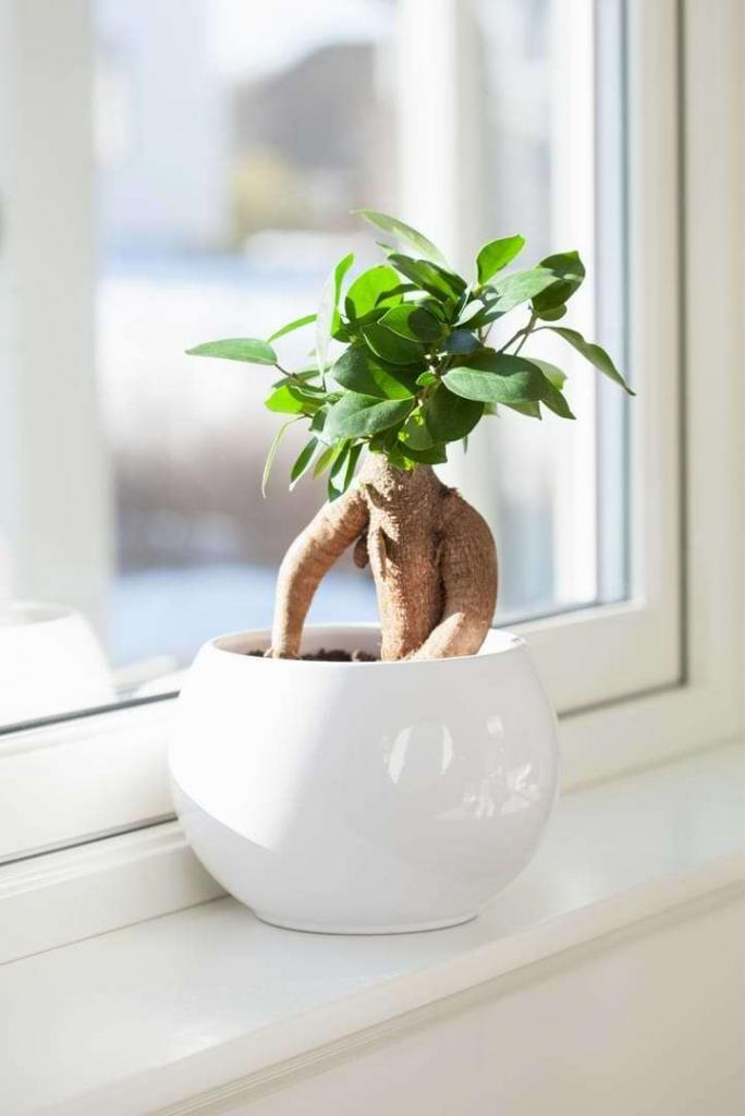 How To Take Care Of A Bonsai Tree Indoors: Expert Tips