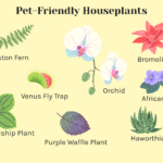 Houseplants That Are Not Toxic To Cats