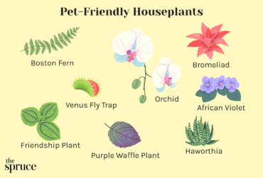 Houseplants That Are Not Toxic To Cats