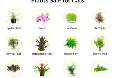 Houseplants That Are Safe For Cats