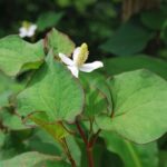 Houttuynia Cordata Chameleon Plant