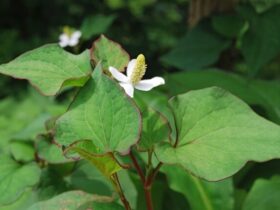 Houttuynia Cordata Chameleon Plant