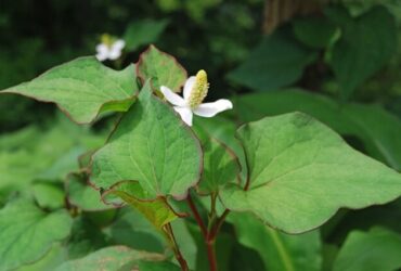 Houttuynia Cordata Chameleon Plant