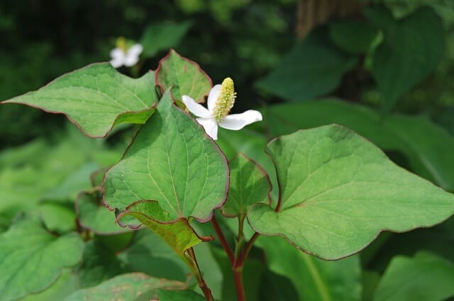 Houttuynia Cordata Chameleon Plant