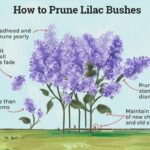 How Do I Prune A Lilac Bush