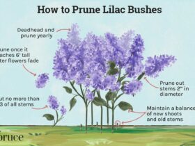 How Do I Prune A Lilac Bush