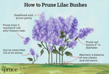 How Do I Prune A Lilac Bush