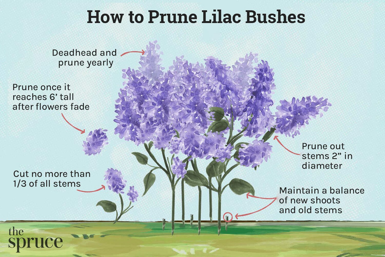 How Do I Prune A Lilac Bush