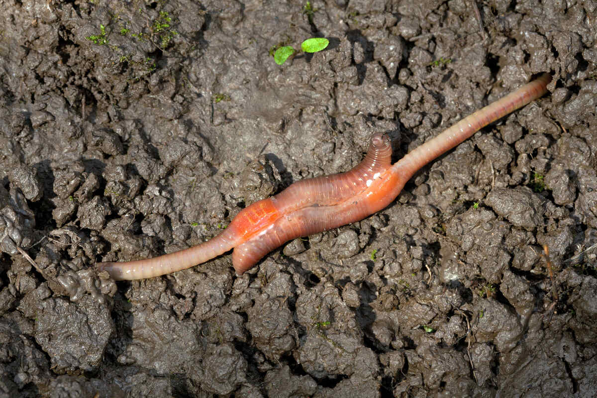 How Does Worms Reproduce: Unveiling The Mystery
