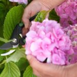 How Do You Care For A Hydrangea Plant Pro Tips Unveiled 3