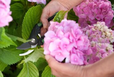 How Do You Care For A Hydrangea Plant Pro Tips Unveiled 3