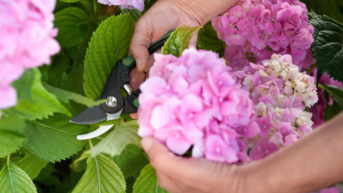 How Do You Care For A Hydrangea Plant Pro Tips Unveiled 3