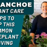 How Do You Care For A Kalanchoe Plant