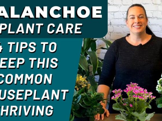 How Do You Care For A Kalanchoe Plant