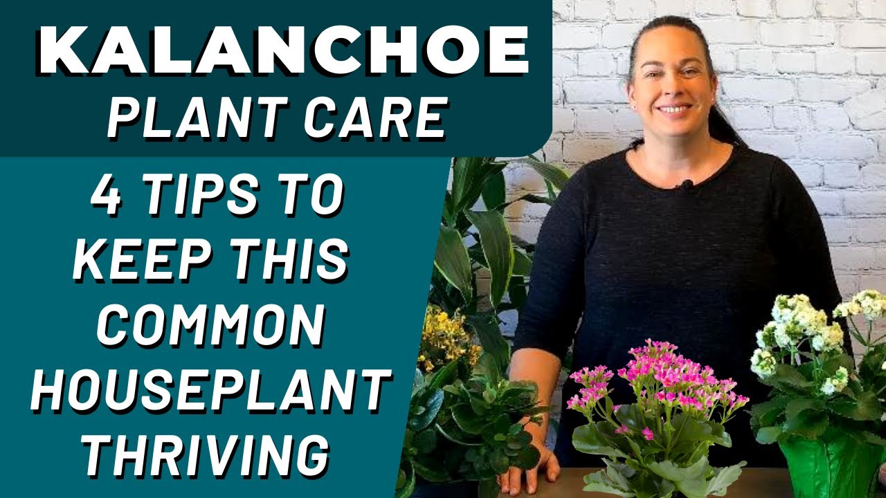 How Do You Care For A Kalanchoe Plant