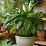 How Do You Care For Peace Lily Plant Expert Tips Unveiled 1