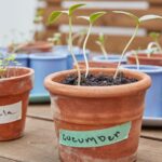 How Do You Grow Cucumbers From Seed