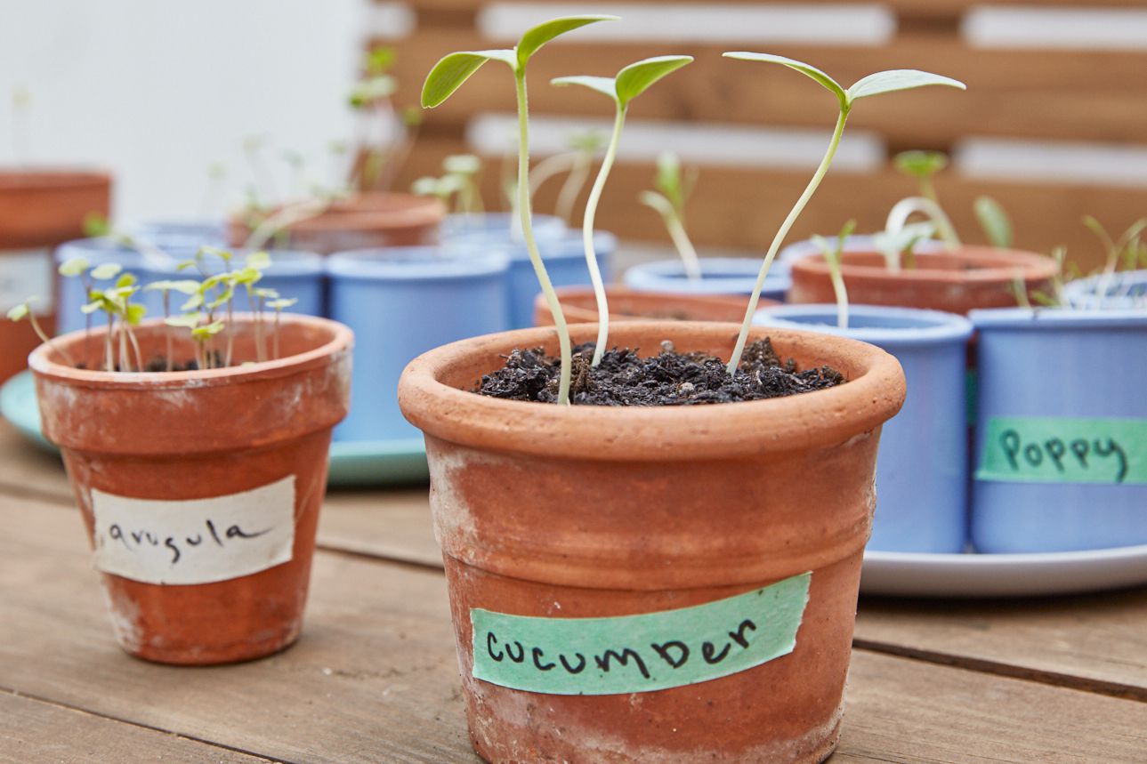 How Do You Grow Cucumbers From Seed