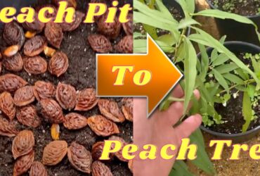 How Do You Grow Peach Trees From Seed