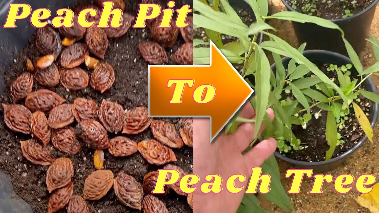 How Do You Grow Peach Trees From Seed