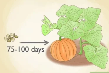 How Do You Grow Pumpkins From Seeds
