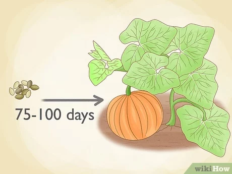 How Do You Grow Pumpkins From Seeds