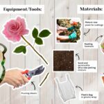How Do You Grow Roses From Cuttings