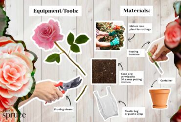 How Do You Grow Roses From Cuttings