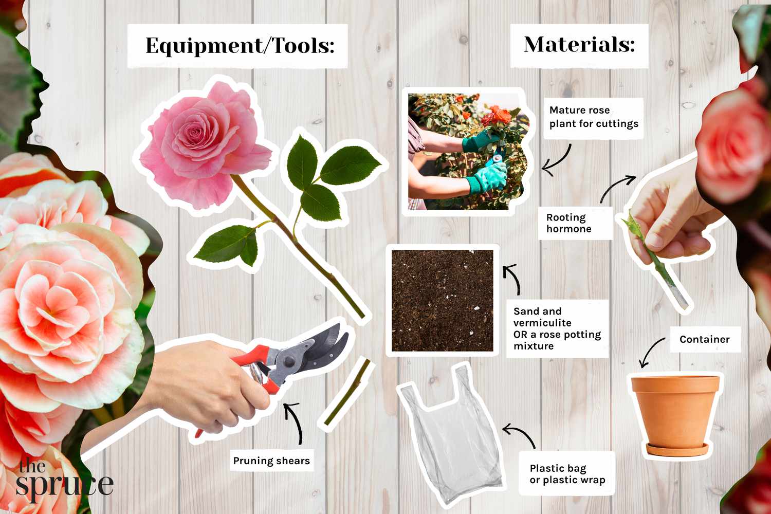 How Do You Grow Roses From Cuttings