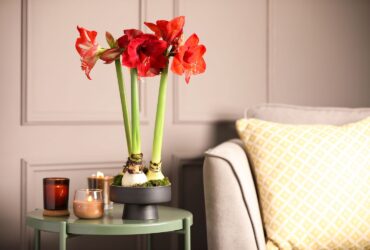 How Do You Plant An Amaryllis Bulb