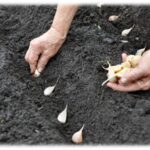 How Do You Plant Garlic From Cloves