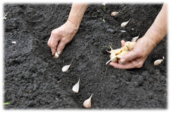 How Do You Plant Garlic From Cloves