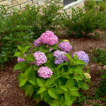 How Do You Prune Hydrangea Bushes