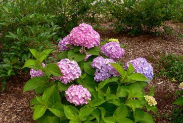 How Do You Prune Hydrangea Bushes