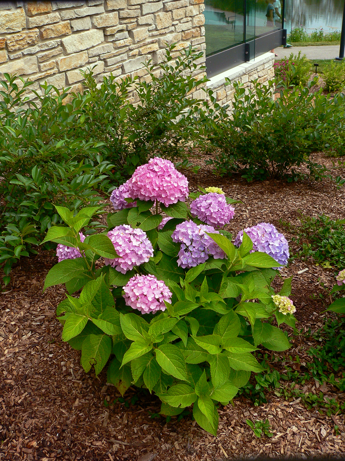How Do You Prune Hydrangea Bushes
