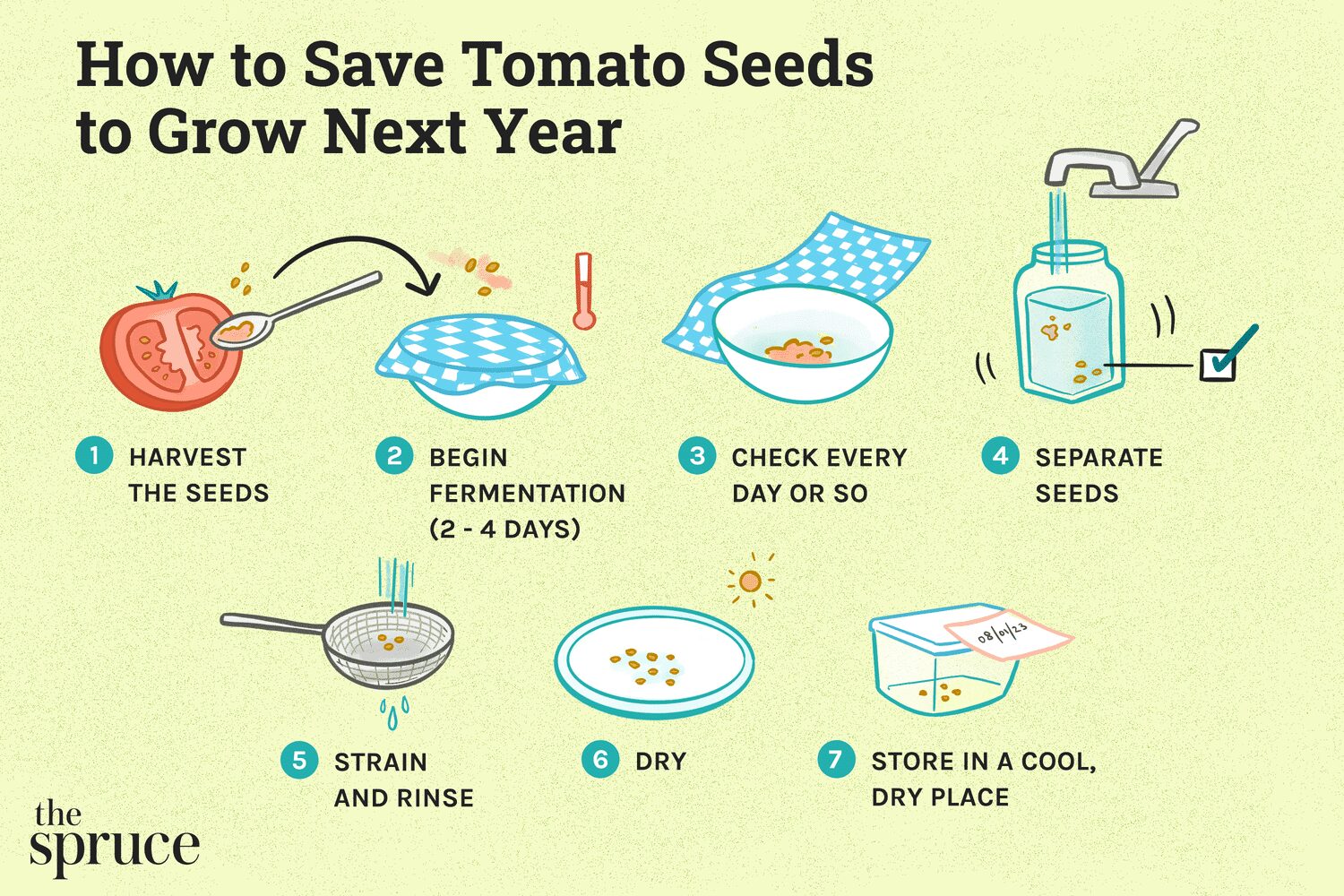 How Do You Save Seeds From A Tomato