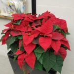How Do You Take Care Of A Poinsettia Plant