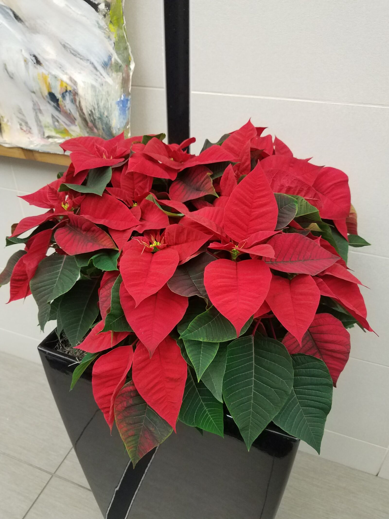 How Do You Take Care Of A Poinsettia Plant