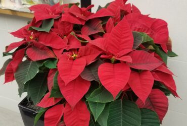 How Do You Take Care Of A Poinsettia Plant