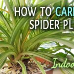 How Do You Take Care Of A Spider Plant