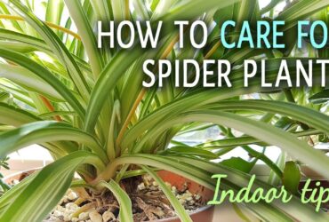 How Do You Take Care Of A Spider Plant