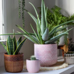 How Do You Take Care Of Aloe Vera Plants Top Tips Revealed