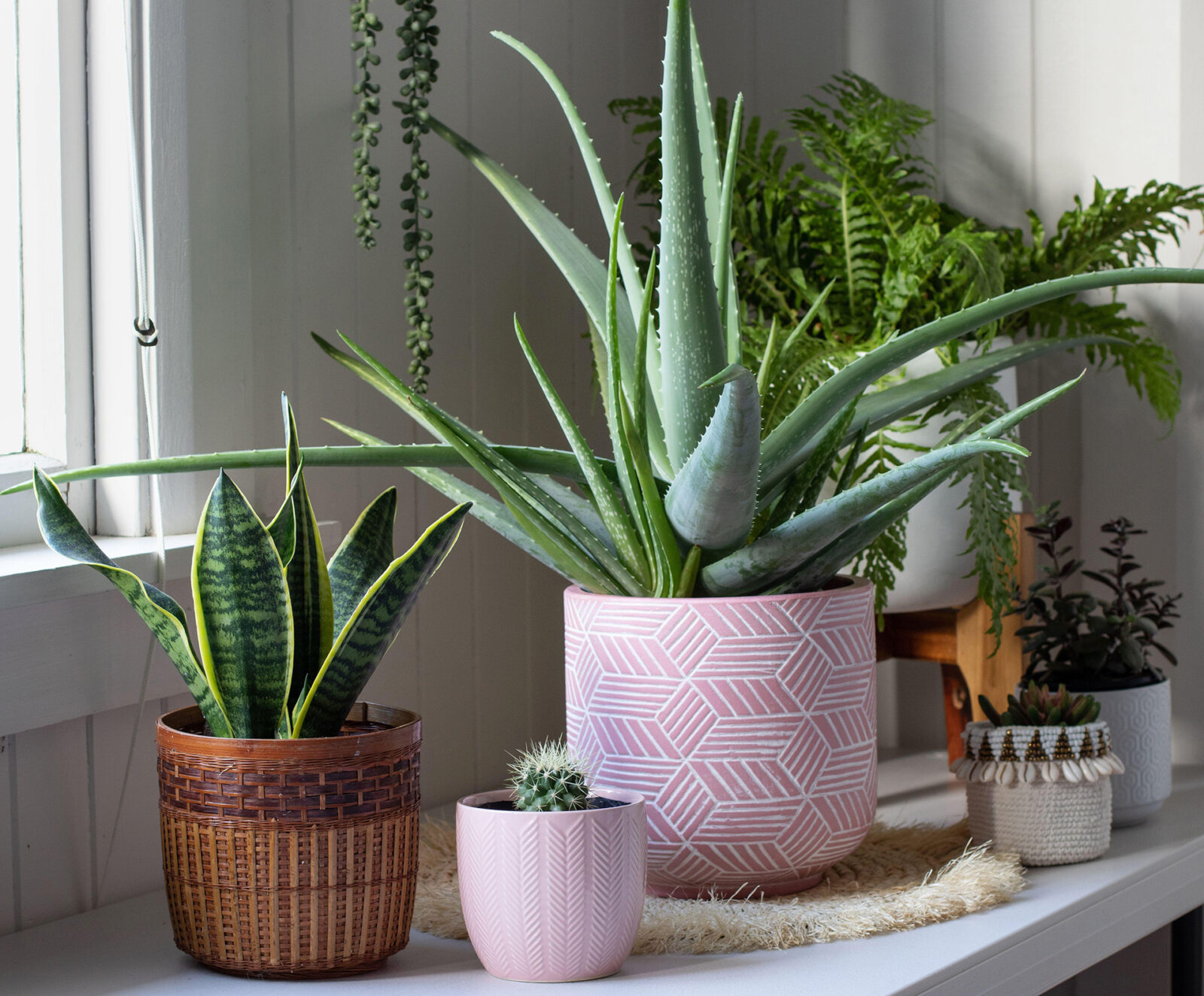 How Do You Take Care Of Aloe Vera Plants Top Tips Revealed