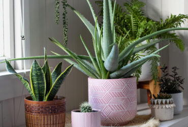 How Do You Take Care Of Aloe Vera Plants Top Tips Revealed