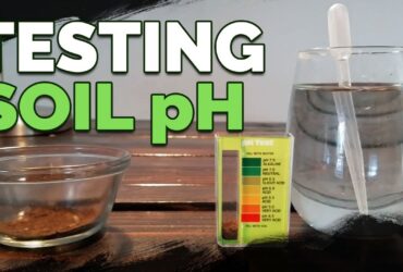 How Do You Test Ph In Soil