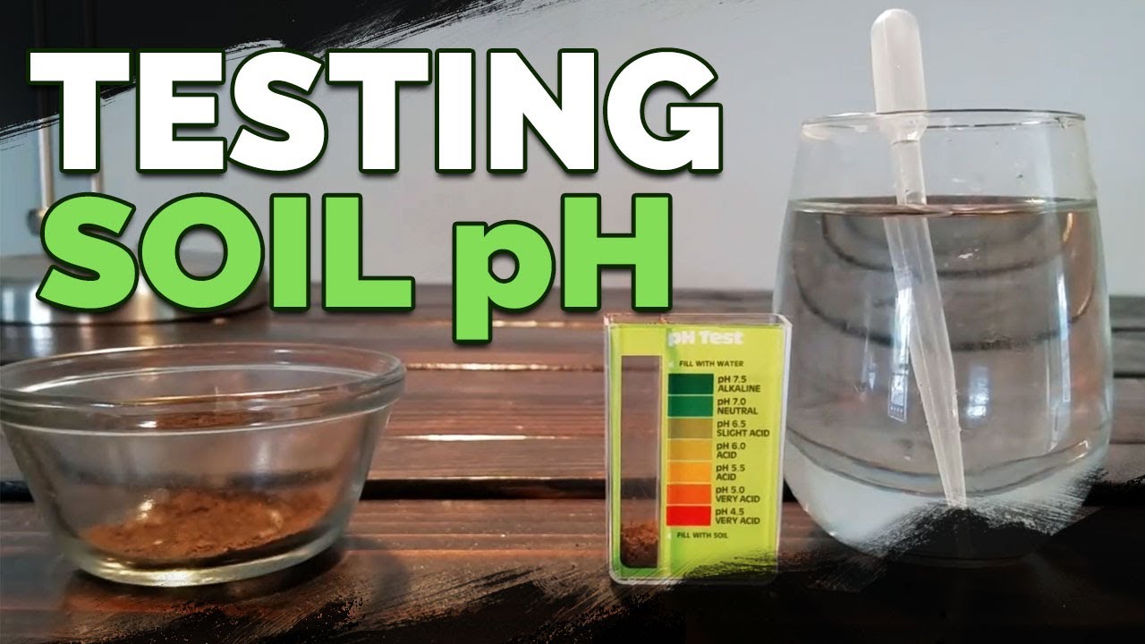 How Do You Test Ph In Soil