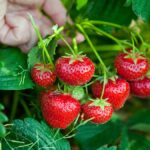 How Does Strawberry Grow