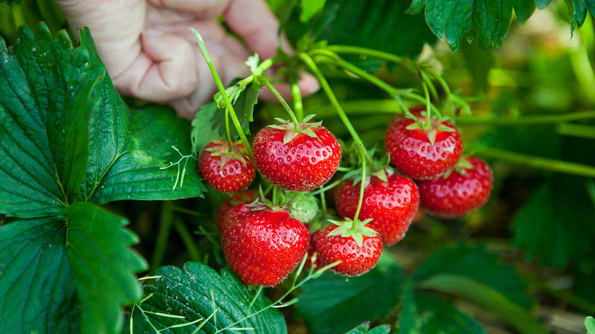 How Does Strawberry Grow